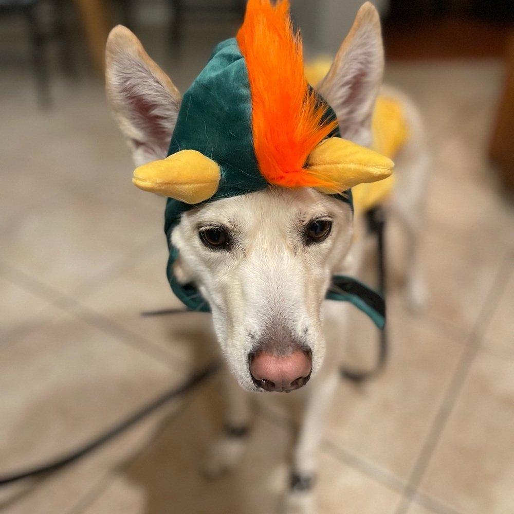 Bowser Pet Costume Complete Set - Picture 13 of 16